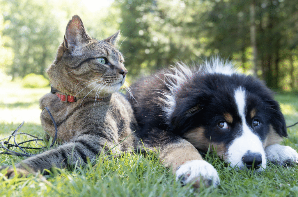 dog and cat wellness exams are crucial for health and longevity