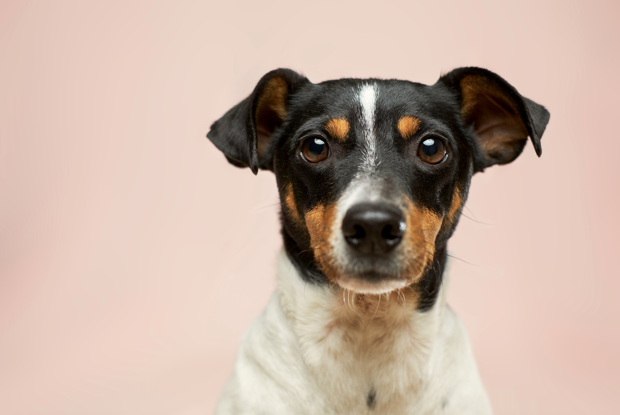 veterinary diagnostics for dogs