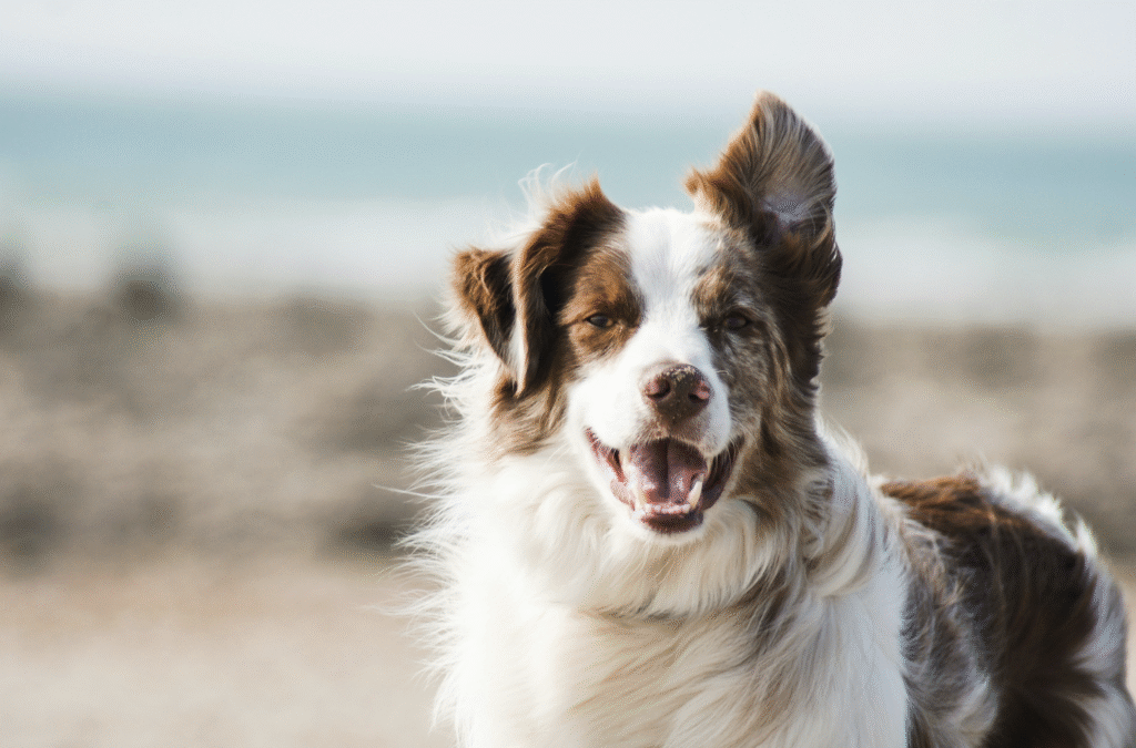 integrative veterinary care for pets, dogs, and cats in Lewisville, TX