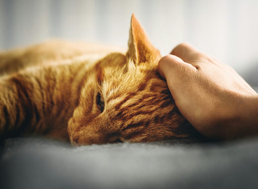 Caring for your sick pet, watch for these warning signs. Orange cat lays down with caring hand petting the top of his head.
