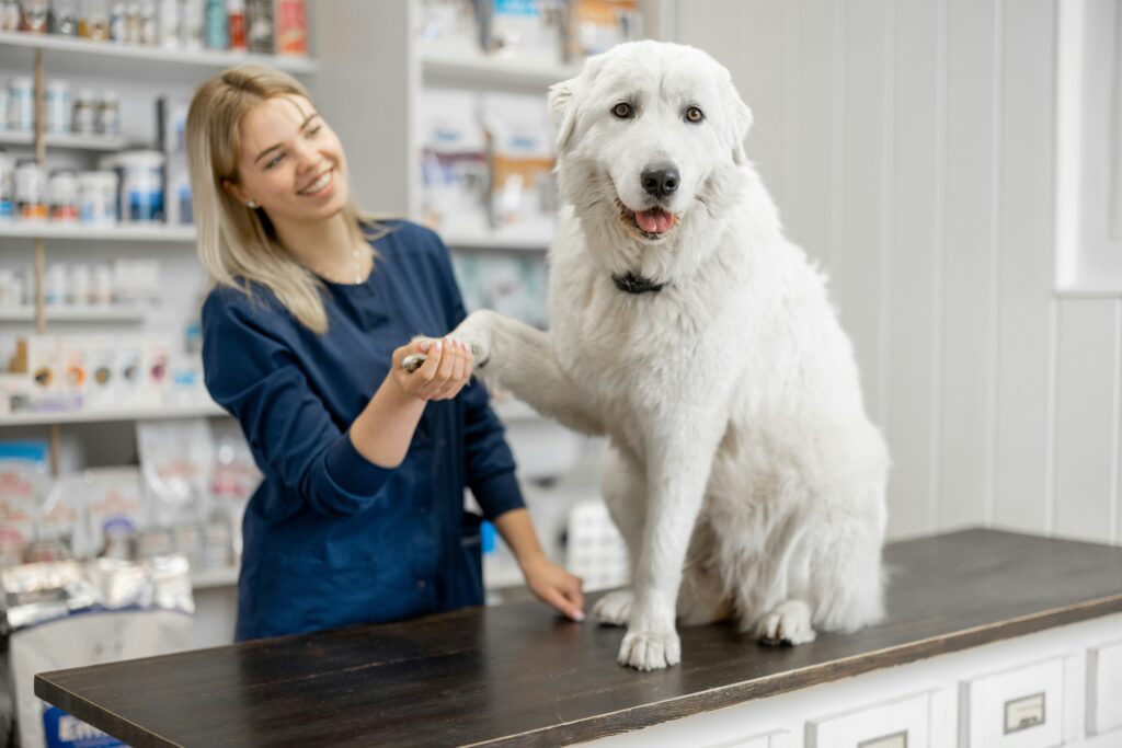 Veterinary technician shaking paws with white dog on exam table at Community Pet Outreach clinic in Lewisville TX