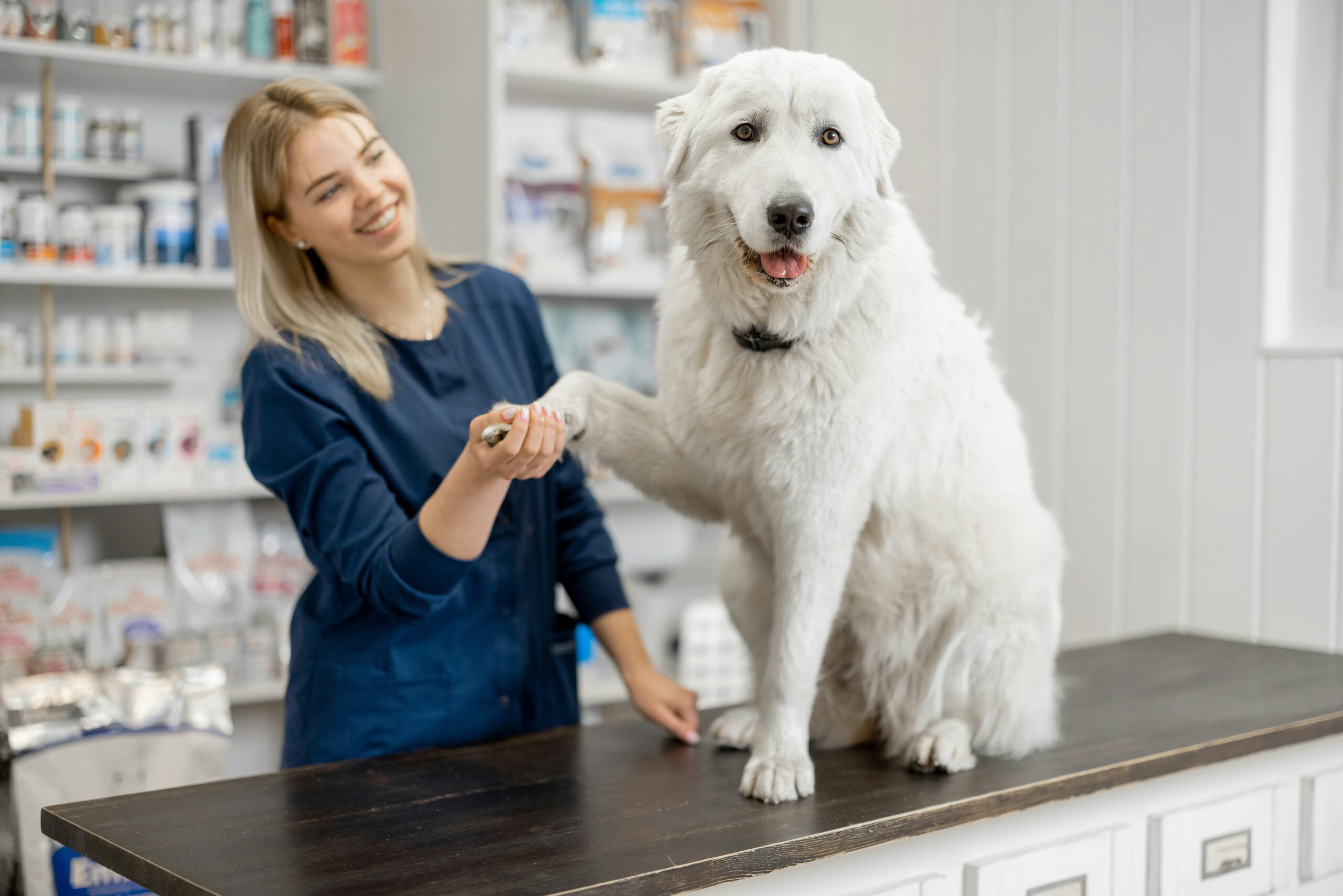 Veterinary technician shaking paws with white dog on exam table at Community Pet Outreach clinic in Lewisville TX
