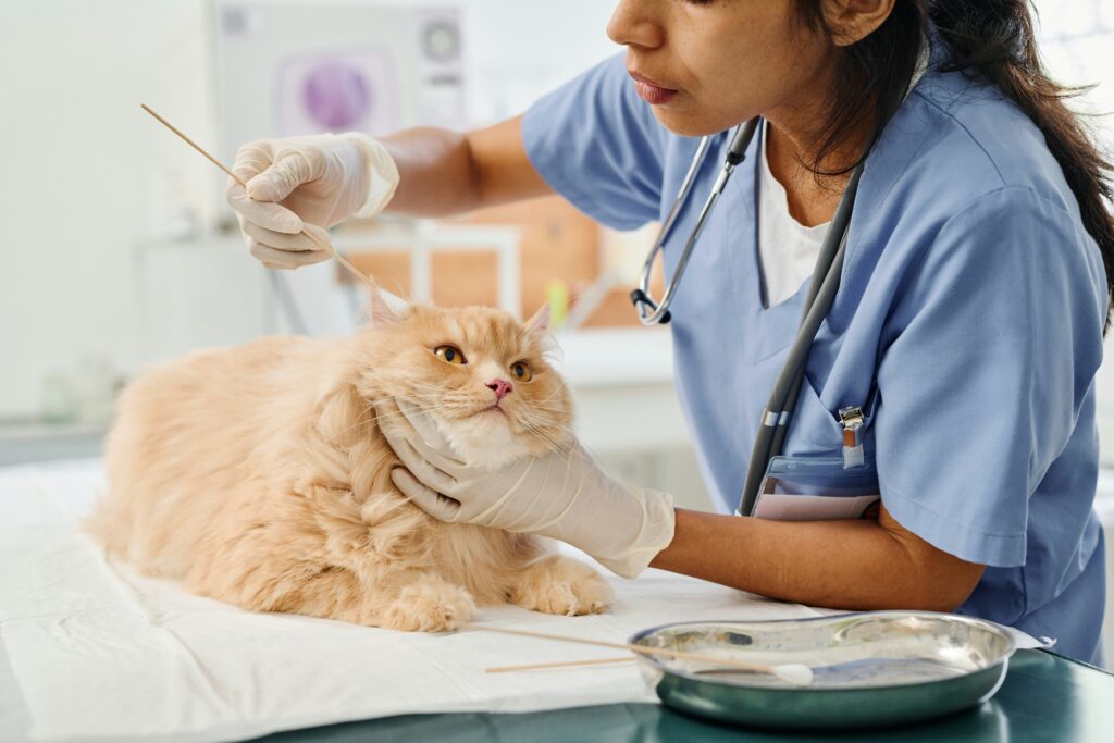 Veterinary urgent care for cats and dogs in Lewisville, Highland Village and Flower Mound, TX. 
