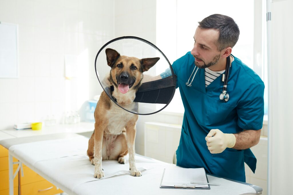 veterinary surgery for dogs and cats in lewisville, flower mound, highland village. 