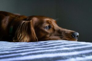 Is Your Pet in Pain? Top Signs Every Owner Should Know