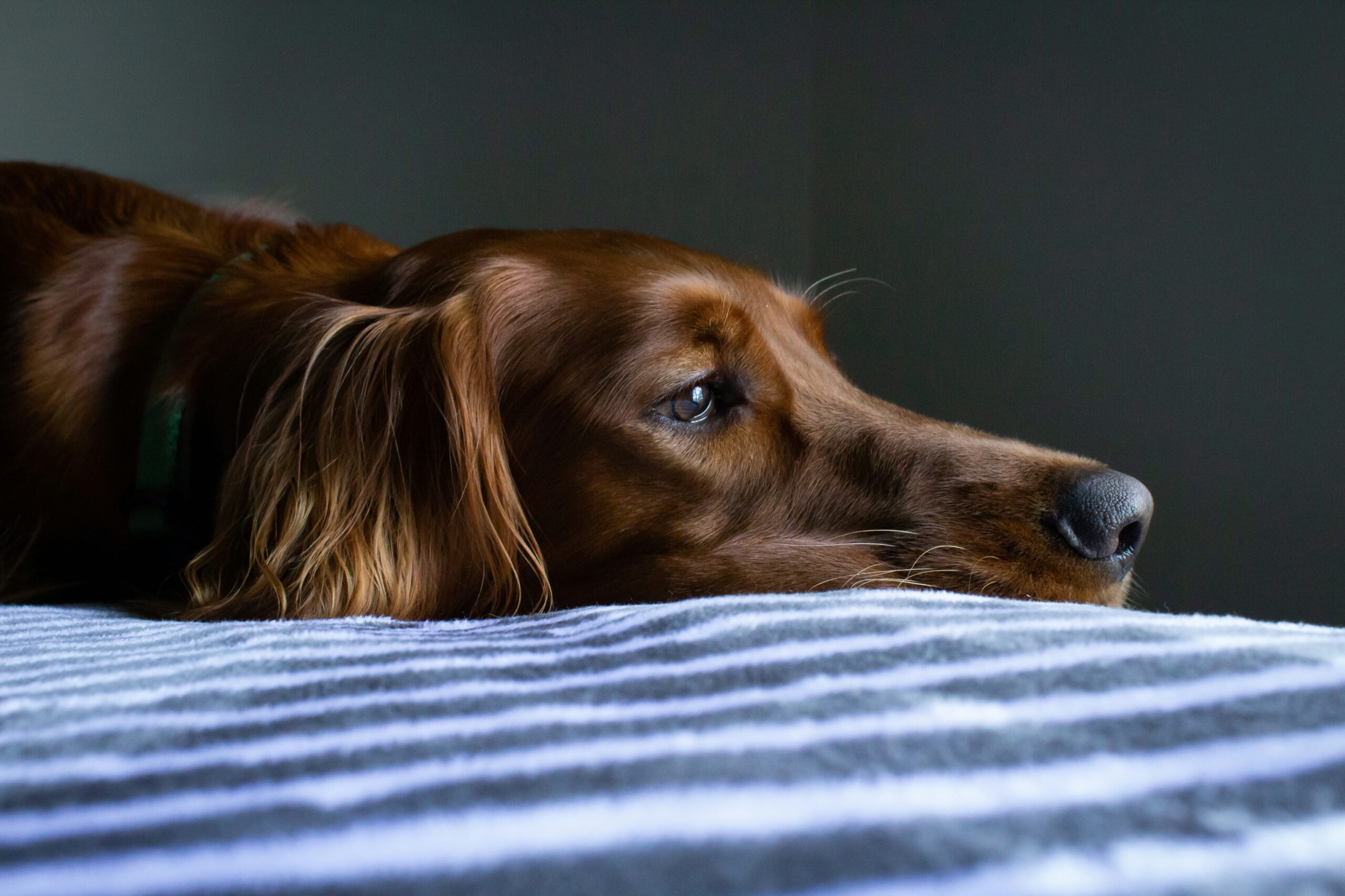 dog laying on bed, signs of pain in dog